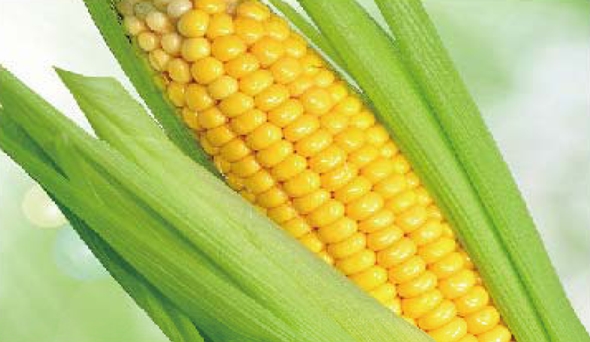 陶瓷膜應用：生物、醫(yī)藥行業(yè)